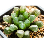 Haworthia_cooperi_truncata_KG386-70-2