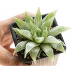 Haworthia_longibracteata_Grey_Ghost-1