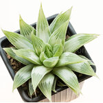Haworthia_longibracteata_Grey_Ghost-5