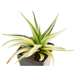 Haworthia_fasciata_radula_Variegata-3