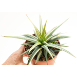 Haworthia_fasciata_radula_Variegata-5