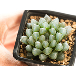Haworthia_Yamada_Black-3