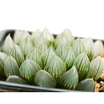 Haworthia_Yamada_Black-6