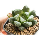 Haworthia_truncata_Eastbourne-2