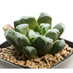 Haworthia_truncata_Eastbourne-1