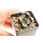 Haworthia_maughanii-2