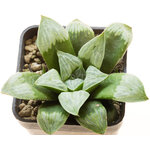 Haworthia_Byakuya-2