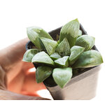 Haworthia_Byakuya-1