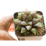 Haworthia_obesa_Kambroo-2
