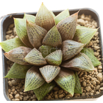 Haworthia_obesa_Kambroo-1