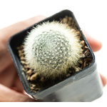 Rebutia_albolanata-2