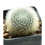 Rebutia_albolanata-1