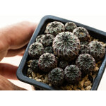 Sulcorebutia_rauschii_violacidermis-2