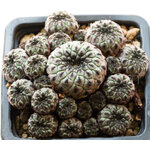 Sulcorebutia_rauschii_violacidermis-1