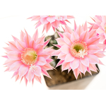 Echinopsis_Pink_Nymph-4