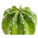 GelbPapageno-plante