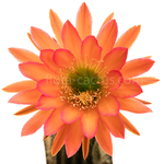 Trichocereus_Arizona_Sunset-11