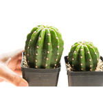 Trichocereus_109-2