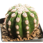 Trichocereus_purpureopilosus_thelegonus-1