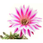 Echinopsis_Brigittes_Beauty1