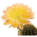 Echinopsis_Consolation-1