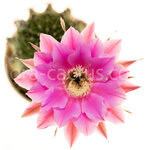 Echinopsis_Nancy_Scott-2