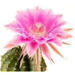 Echinopsis_Nancy_Scott-1