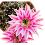 Echinopsis_Sonata_Rheingold_215-1