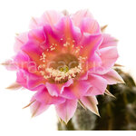 Echinopsis_Tuffet-1