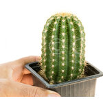 FlyingSaucer9-10cm-2