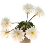 Echinopsis 'Upeka'-1