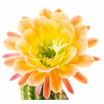 Trichocereus_Apricot_Glow-1