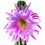 Trichocereus_Theleflora-3