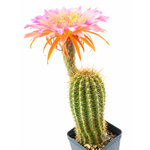 Trichocereus_Indio_Magic-4
