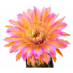 Trichocereus_Indio_Magic-1
