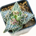 Faucaria_tuberculosa_Super_Warty-4