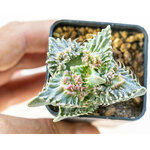Faucaria_tuberculosa_Super_Warty-5