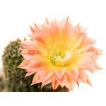 Echinopsis_Margaret_Martin-1