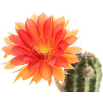 Echinopsis_Antimatter-1