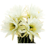Trichocereus_spachianus_Brevispinus-2