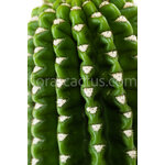 Trichocereus_spachianus_Brevispinus-1
