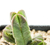 Crassula-pyramidalis-4