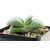 Gasteria-glomerata-HB-4