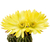 Trichocereus_Yellow_California-2