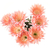 Echinopsis_ChicoMendes-2