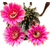 Echinopsis_Flamingo