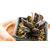 Adromischus_cooperi_Burgundy-1
