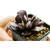 Adromischus_cooperi_unspotted-2