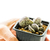 Adromischus_marianiae_hallii_CR1235 -1