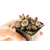 Adromischus_marianiae_NBG701-75-1